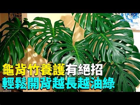 龜背芋可以放室內嗎|龜背芋可以放室內嗎？揭開這種植物的神秘面紗 – 植物盆栽綠寶典